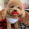 1pc Assorted Varieties Pet Funny Pacifier For Dogs Chew Toy Interactive Toy Red Lip Shaped Dog Toy