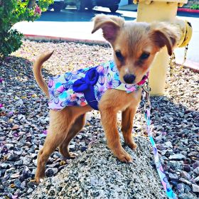 Purple Butterfly Dog Dress with Matching Leash (Option: X-Small)