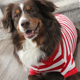 Striped Dog Polo (Option: Flame Scarlet Red and WhiteX-Small)