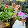 Watermelon Dog Harness Dress by Doggie Design