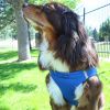 American River Solid Ultra Choke Free Dog Harness