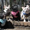 Wrap and Snap Choke Free Dog Harness by Doggie Design